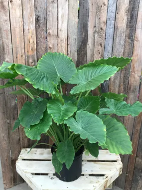 Alocasia California